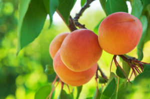 Apricots jpg