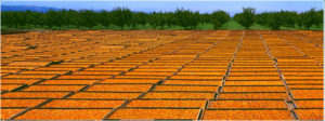 dried-apricot-2