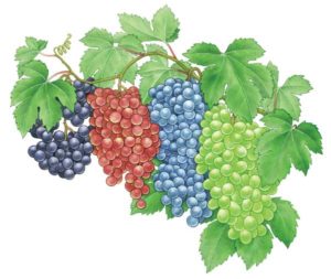 Grapes-Bunches-Illustration jpg