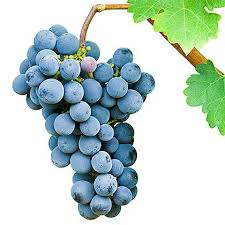 pinot